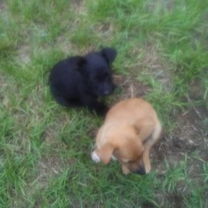 Meet your Posher, Jasper